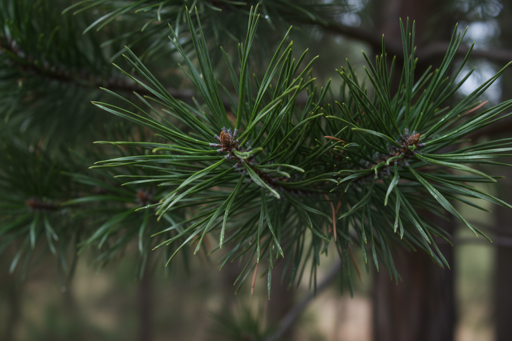 Kate Assaraf on Grounded in Maine: Why Shopping Local Still Matters